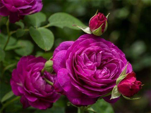 Floral Puzzle Gallery