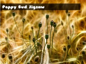Poppy Bud Jigsaw Puzzle Game