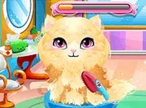 Feline Friend Care Journey